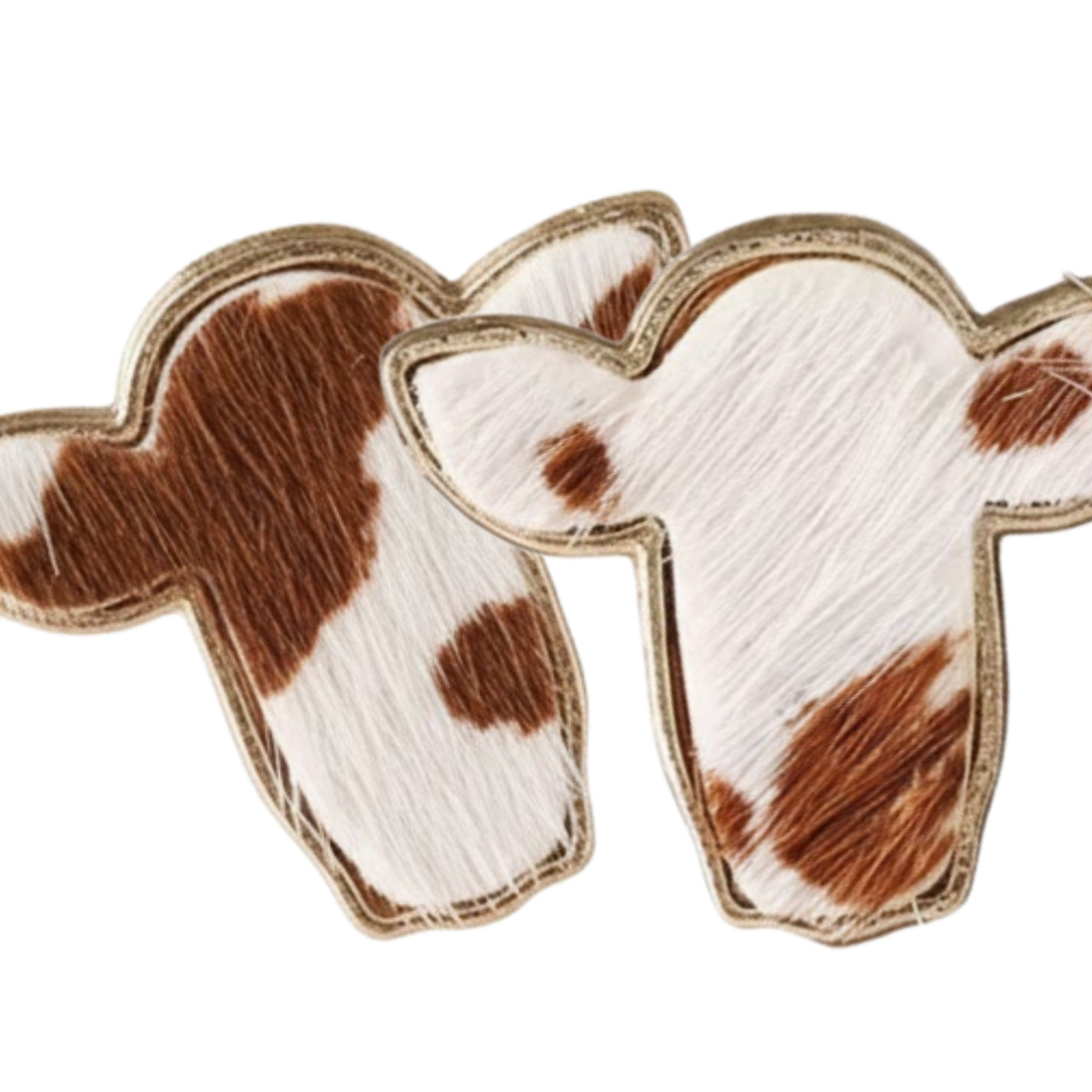 Western Desert Brumby Studs